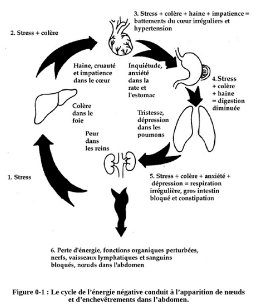 Le cycle de l’énergie négative dans l’abdomen
